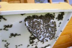 Ein Rähmchen vergessen und schon bauen sie los  MINOLTA DIGITAL CAMERA